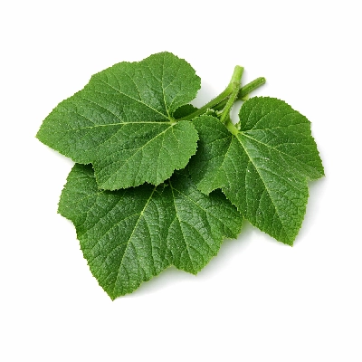 Pumpkin leaves raw