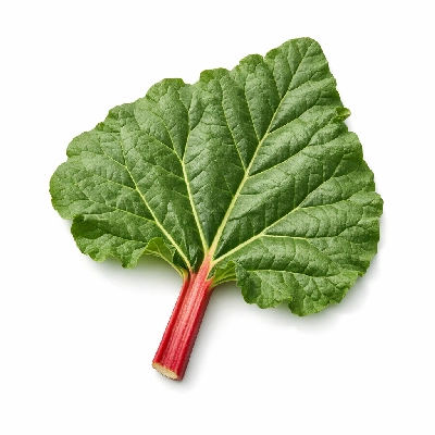 Rhubarb wild leaves alaska native