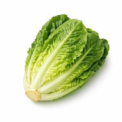Lettuce romaine raw