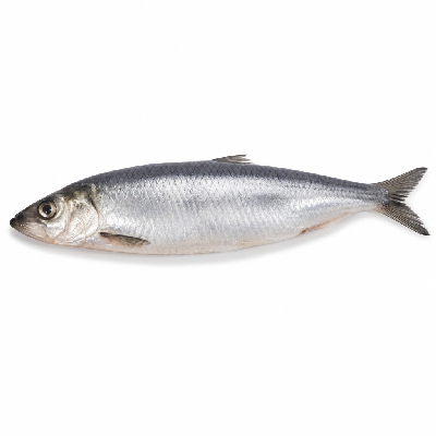 Sainsbury's Fresh Food Fish Herring