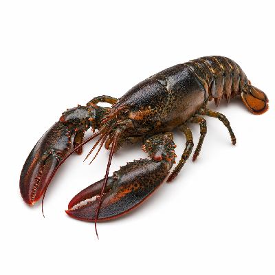Sainsbury's Fresh Food Fish Wild Nova Scotia Lobster Taste the Difference