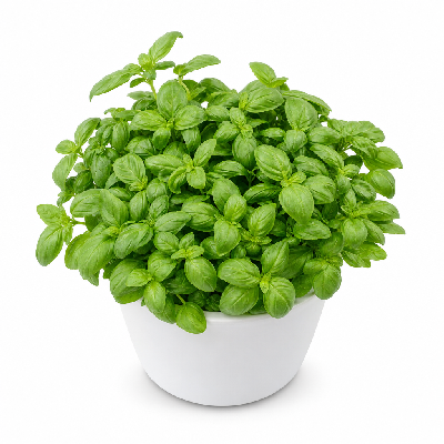 Sainsbury's Fresh Food Greek Basil Pot