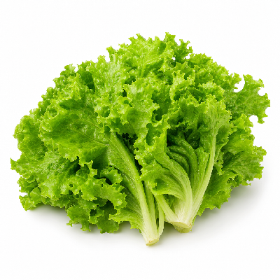 Sainsbury's Fresh Food Lettuce Basics