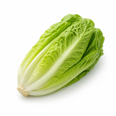 Sainsbury's Fresh Food Lettuce Cos SO Organic