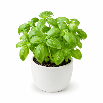 Sainsbury's Fresh Food Living Basil Pot