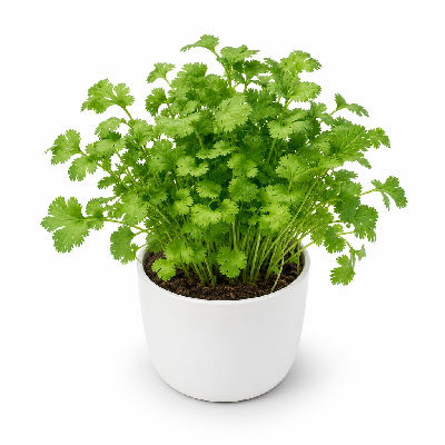 Sainsbury's Fresh Food Living Coriander Medium Pot