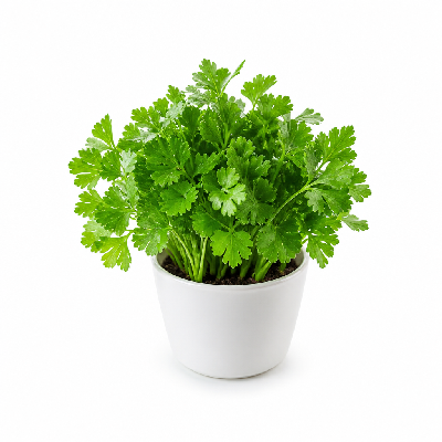 Sainsbury's Fresh Food Living Flat Leaf Parsley Medium Pot