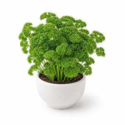 Sainsbury's Fresh Food Medium Pot Curly Parsley