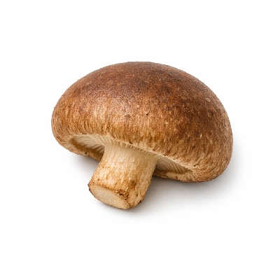 Mushrooms shiitake raw
