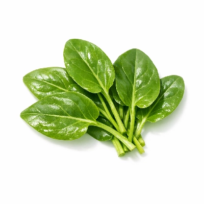 Sourdock young leaves by Alaska Native