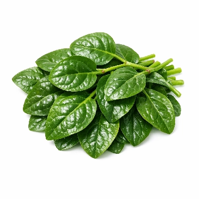 Vinespinach basella raw