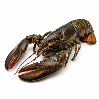 Wegmans Seafood Fresh Lobster