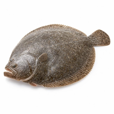 Wegmans Seafood Fresh Turbot