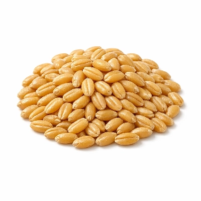 Wheat durum