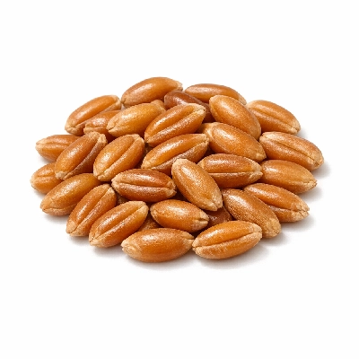 Wheat hard red spring