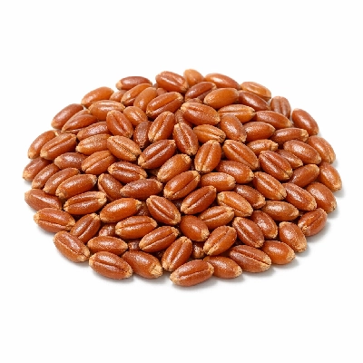 Wheat hard red winter