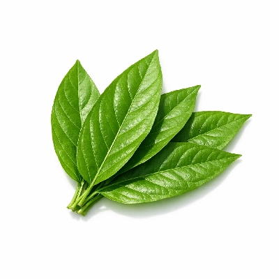 Winged bean leaves raw