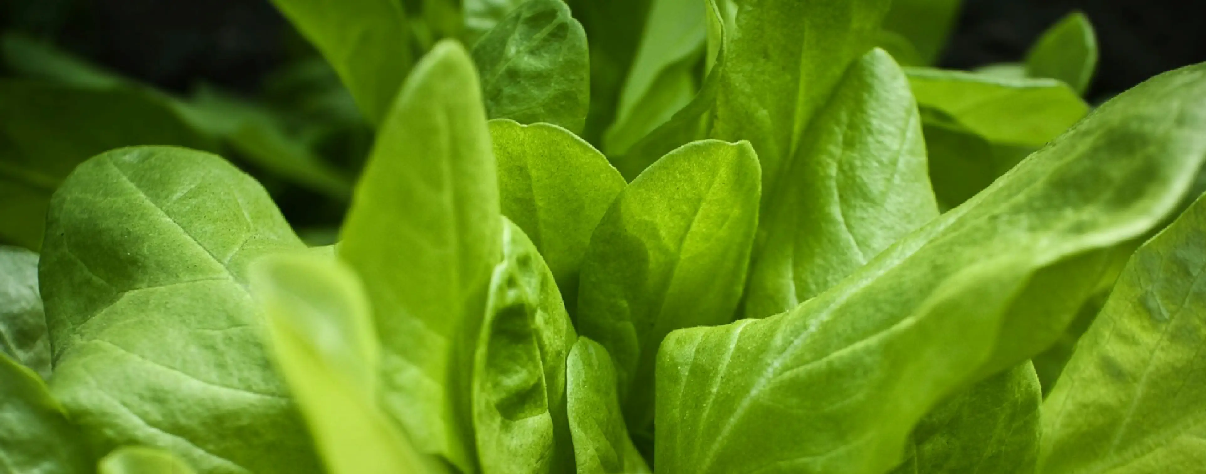 Green leaf background representing health and nutrition