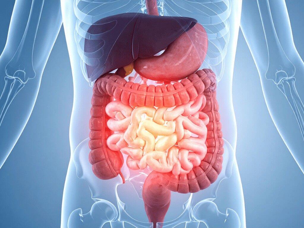 Are dates good for diabetics? Fiber in dates supports better digestion.