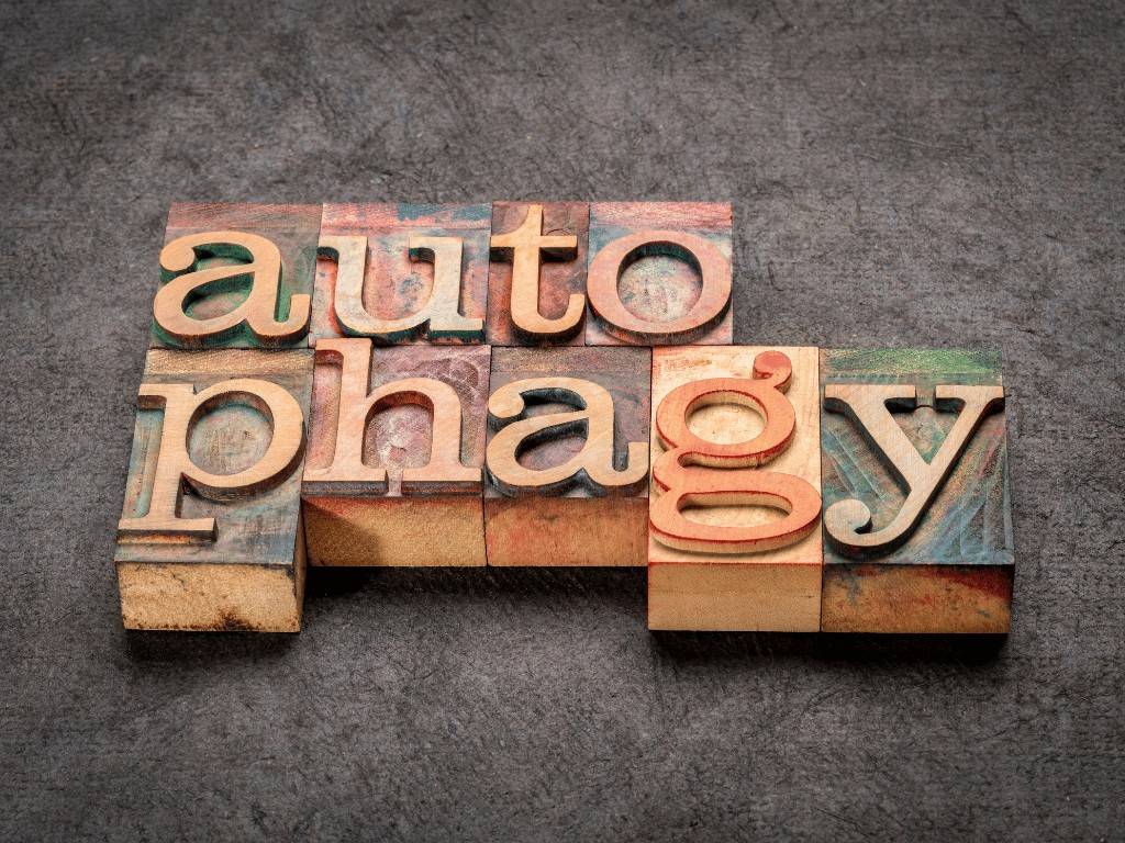 Word autophagy in woodblock letters symbolizing OMAD diet benefit of cellular repair through fasting.