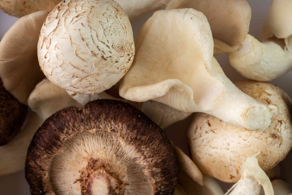 white-mushrooms-ripe-mellow-mushrooms