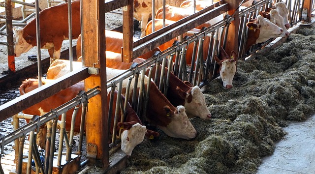 Dairy cows eating in a crowded barn where illnesses like bird flu can spread and contaminate raw milk before it reaches consumers.