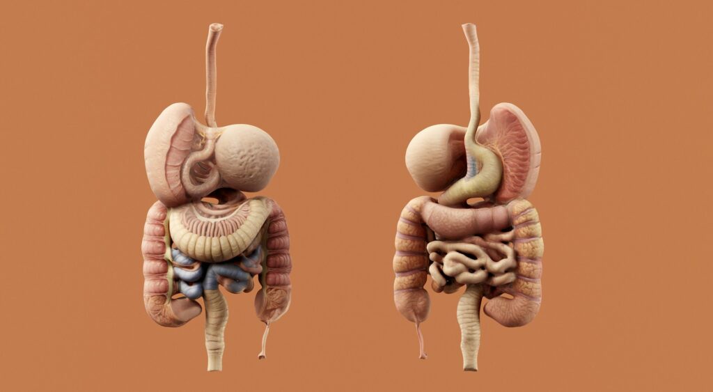 Anatomical model of the digestive system small intestine and gut structure related to SIBO, SIBO diet