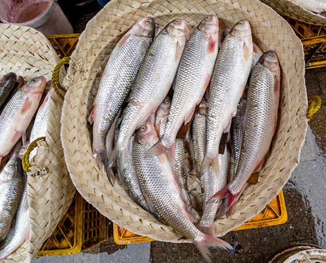 protein rich foods like fish are recommended in the Galveston Diet