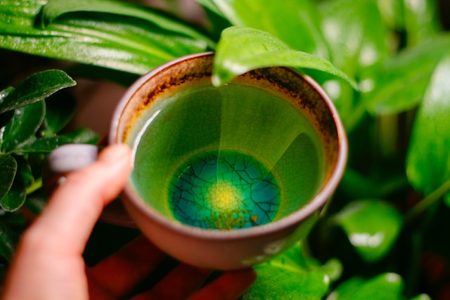 Hand holding a cup of green tea near fresh leaves. Does green tea help with weight loss?