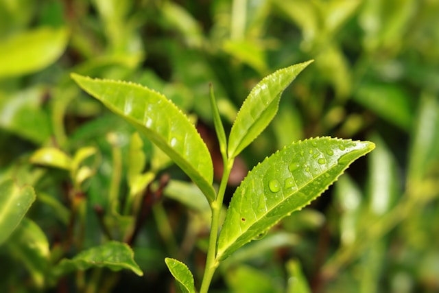 Fresh green tea leaves with catechin content and the role of EGCG in metabolic research