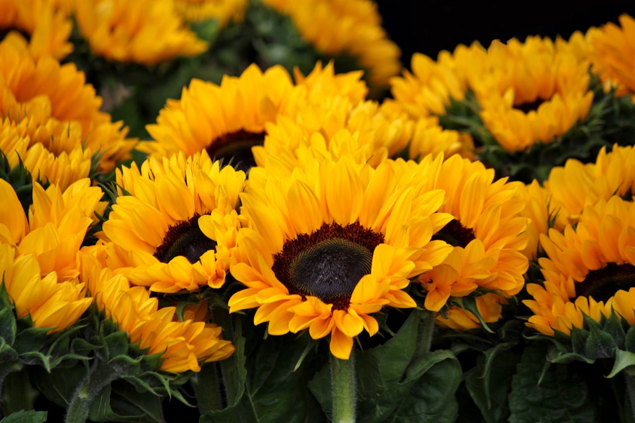 Is sunflower oil bad for you?