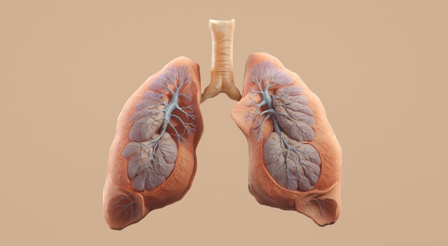 lungs used to explain breath testing for diagnosing SIBO through hydrogen and methane levels