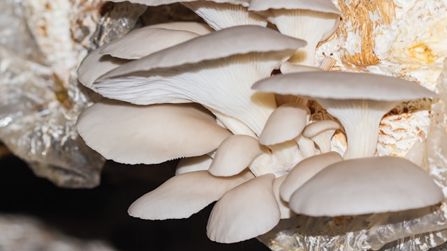 Oyster mushrooms growing in clusters linked to antimicrobial and immune health benefits