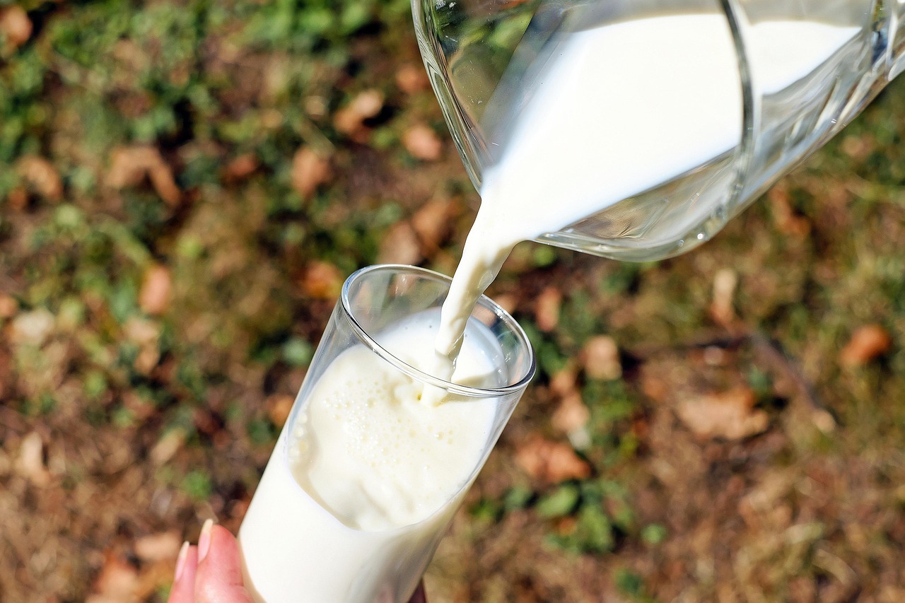 Risks of drinking raw milk before pasteurization