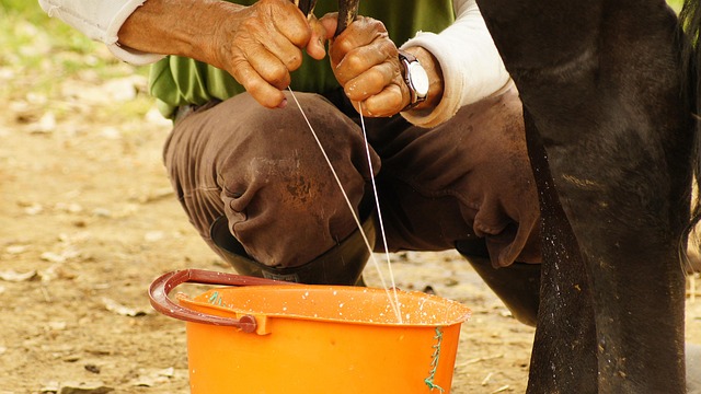 Farmer hand milking a cow, how raw milk is collected directly from the animal before any heating or pasteurization.