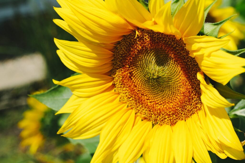 Sunflower oil heart health benefits sunflower rich in vitamin E and healthy fats that support cardiovascular health