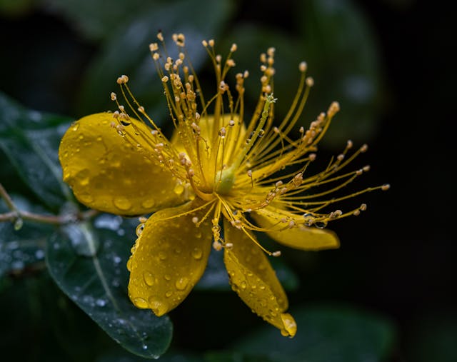 St John's Wort, supplement interactions and side effects.