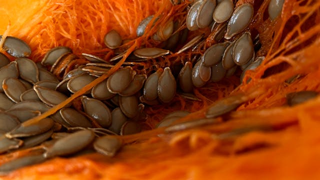 Pumpkin seeds supports energy production and is especially important for brain and muscle function.